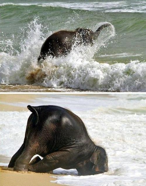 Baby Elephants On A Beach