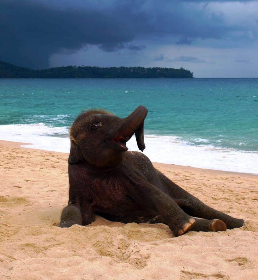 Baby Elephant on a beach