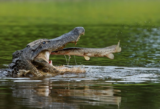 Fish Flies Into Crocodile Mouth