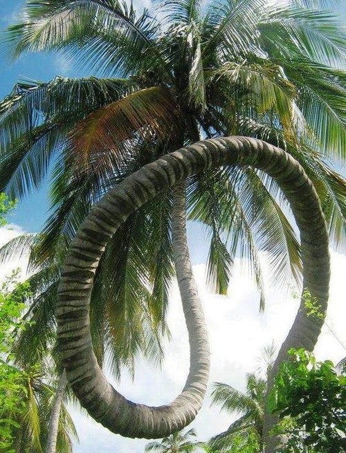 Palm Tree Circular Torso