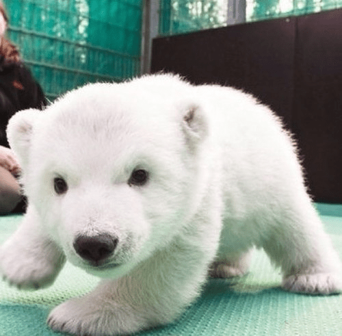 Baby Polar Bear