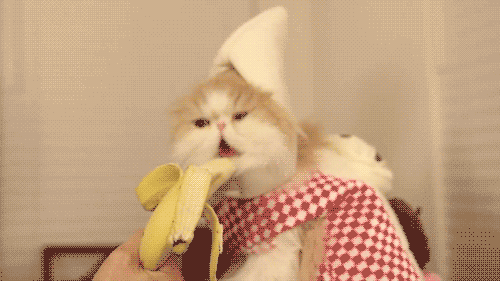 Animated Cat Eating Banana