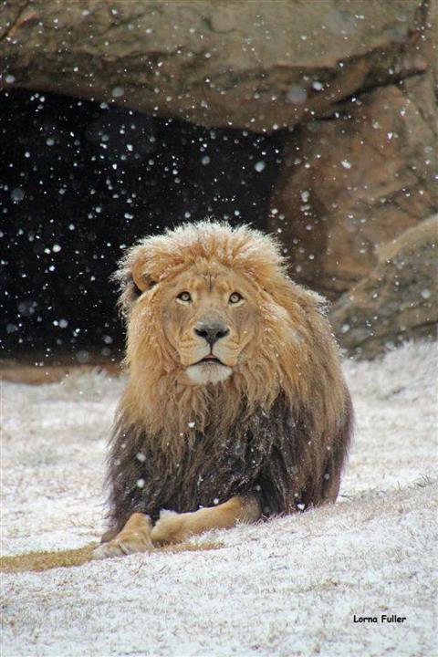 Snow in South Africa Lion