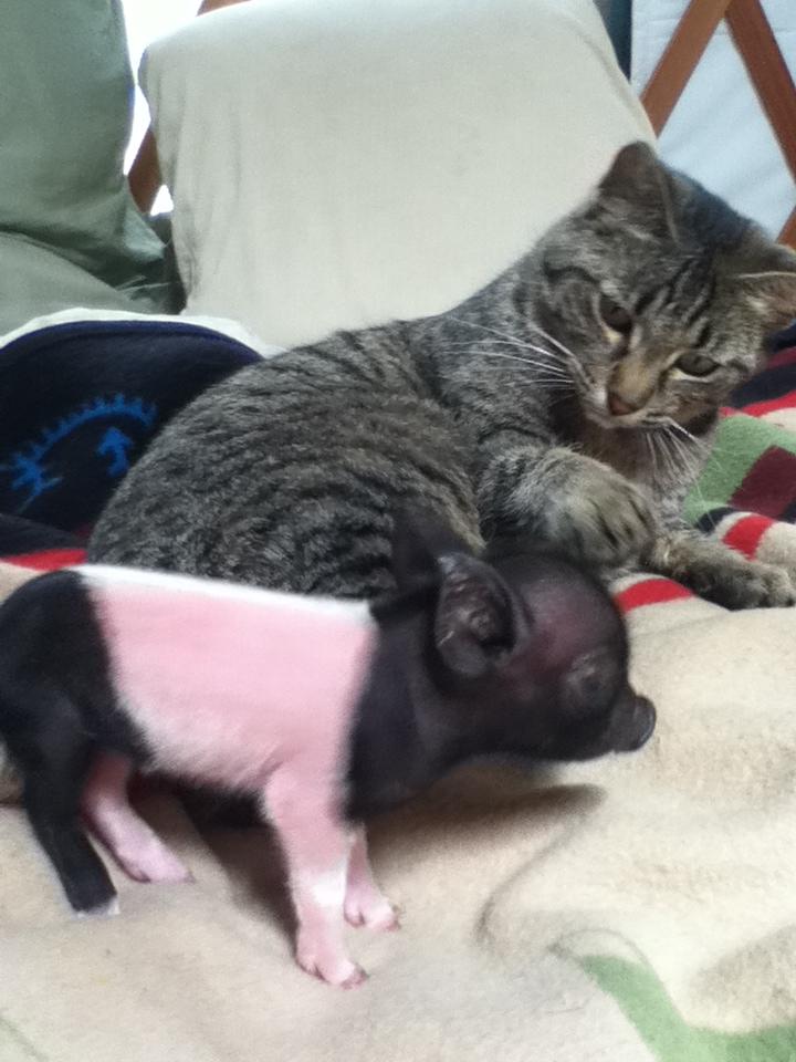 Cat and Piglet