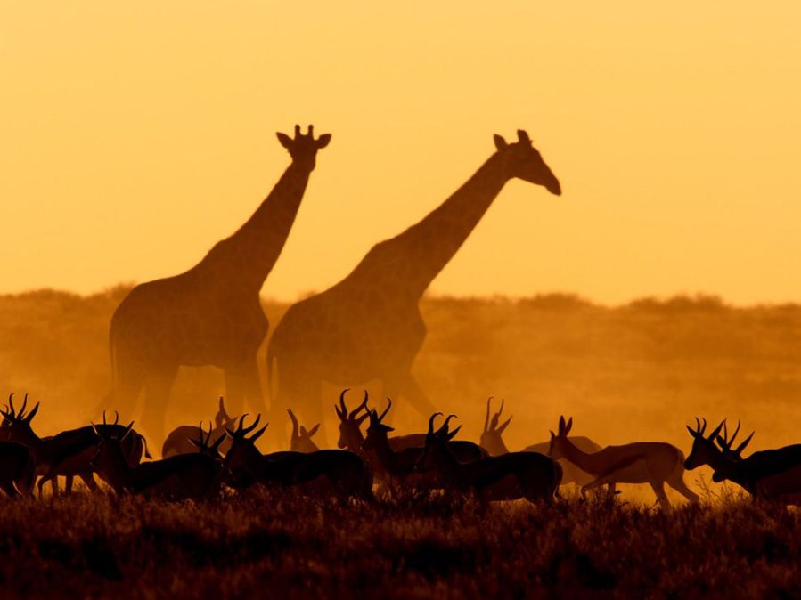 Giraffes and Gazelles