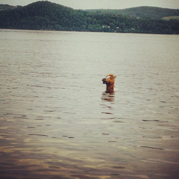 Horse in a Lake
