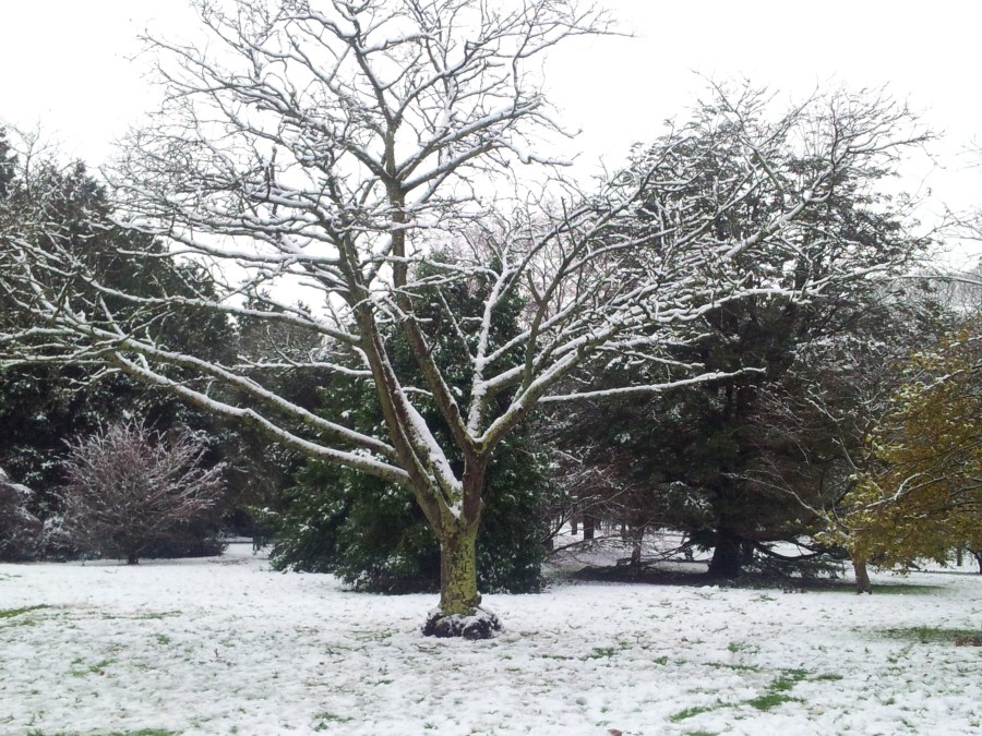 Snow on Park, Cardiff.