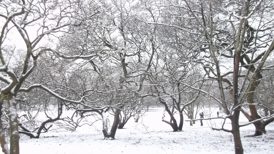 Snow on Park, Cardiff. 3