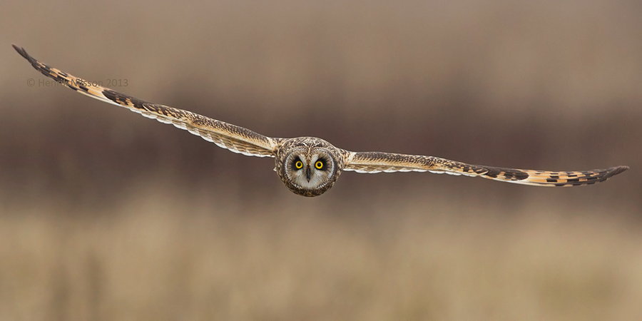Owl flying